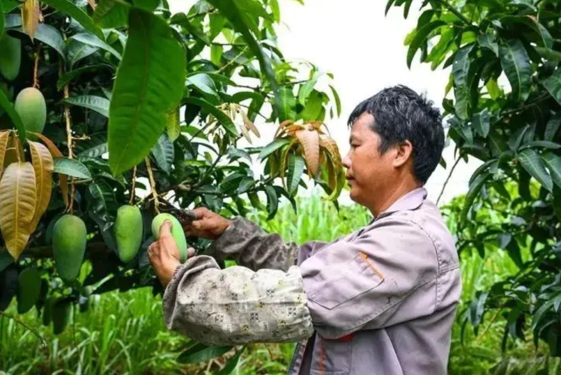 “这就是做好人的下场？”四川攀枝花，男子种了1300多棵芒果树，可芒果丰收，却因