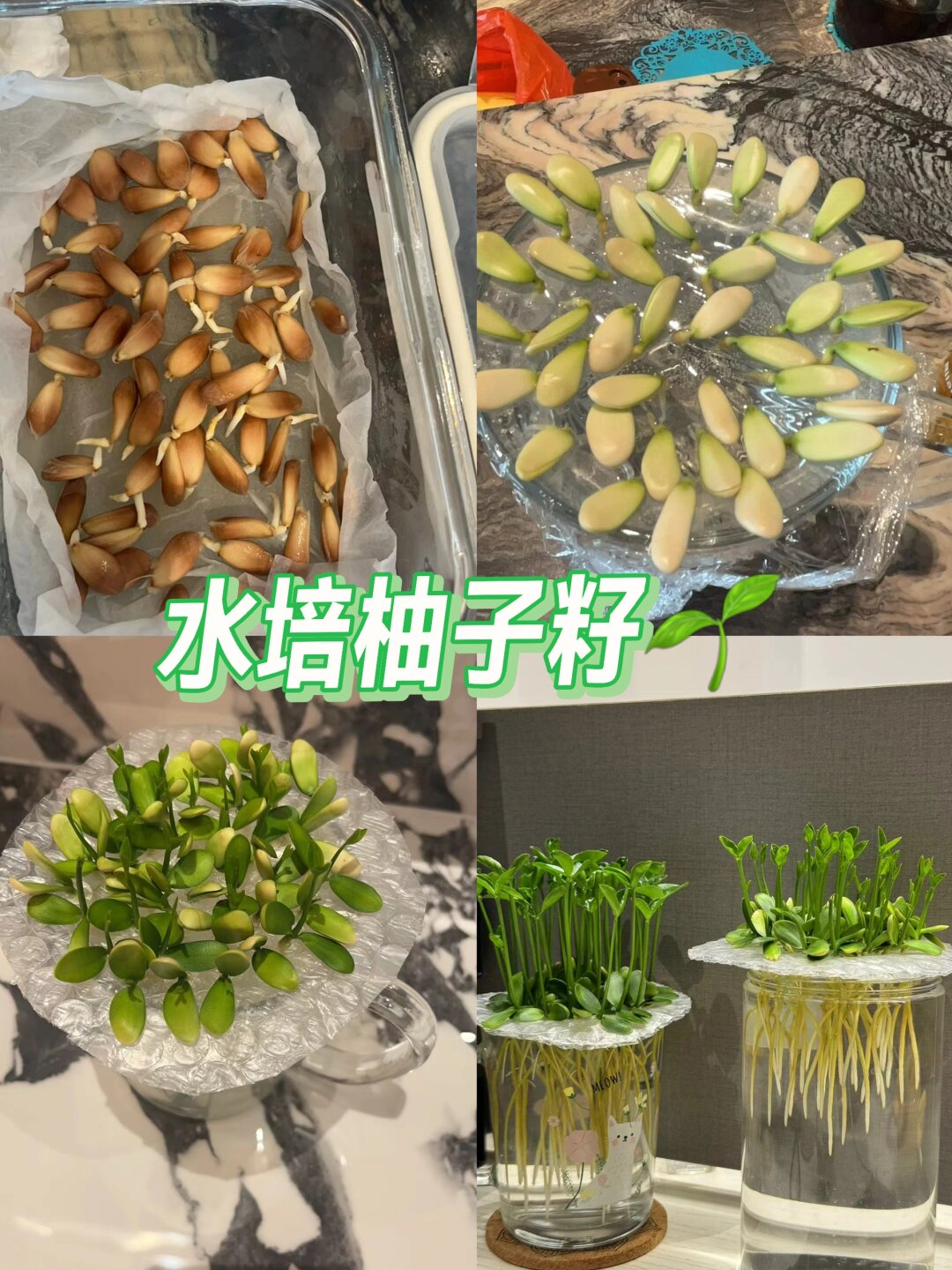 🌱水培柚子籽的奇妙之旅🍃

💧二十天前，我尝试着将一些柚子籽放入水中，开始