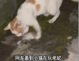 如果小猫突然不动了，一定是心里憋着坏，网友看到小猫在玩老鼠，然后突然就不玩了，眼