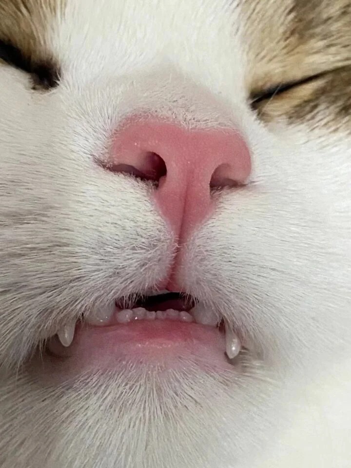 猫咪重名率大调查
猫咪重名率大调查
像我身边元宝、奶茶、豆包、肉肉的猫咪就很多想