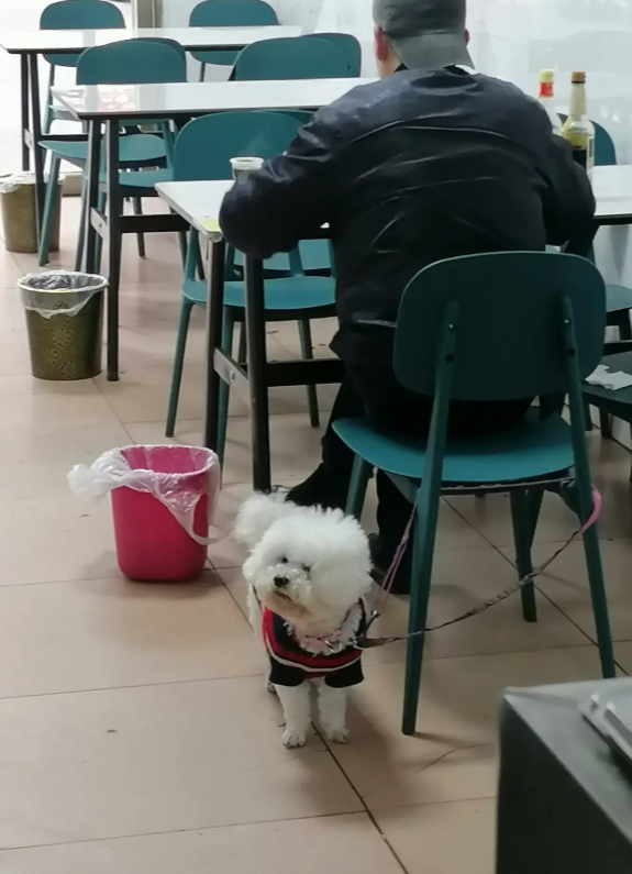 如果是你你进了这家店看到有客人带着宠物狗在用餐
你是选择继续留下来吃饭还是立马走