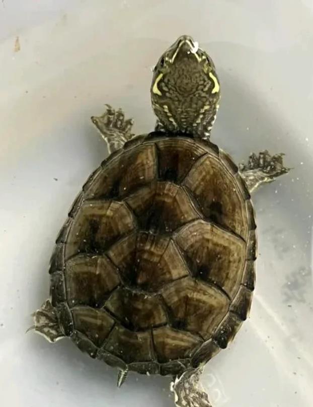 广西南宁，男子花了7550元在网上买了一只麝香母龟，次日收到货，3天后，男子发现