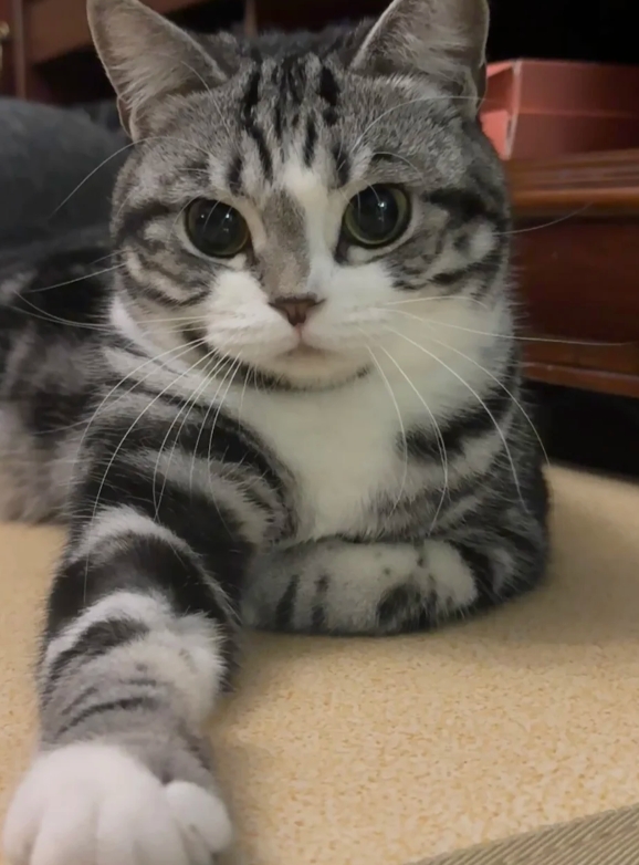 天冷了，就想跟猫咪握手