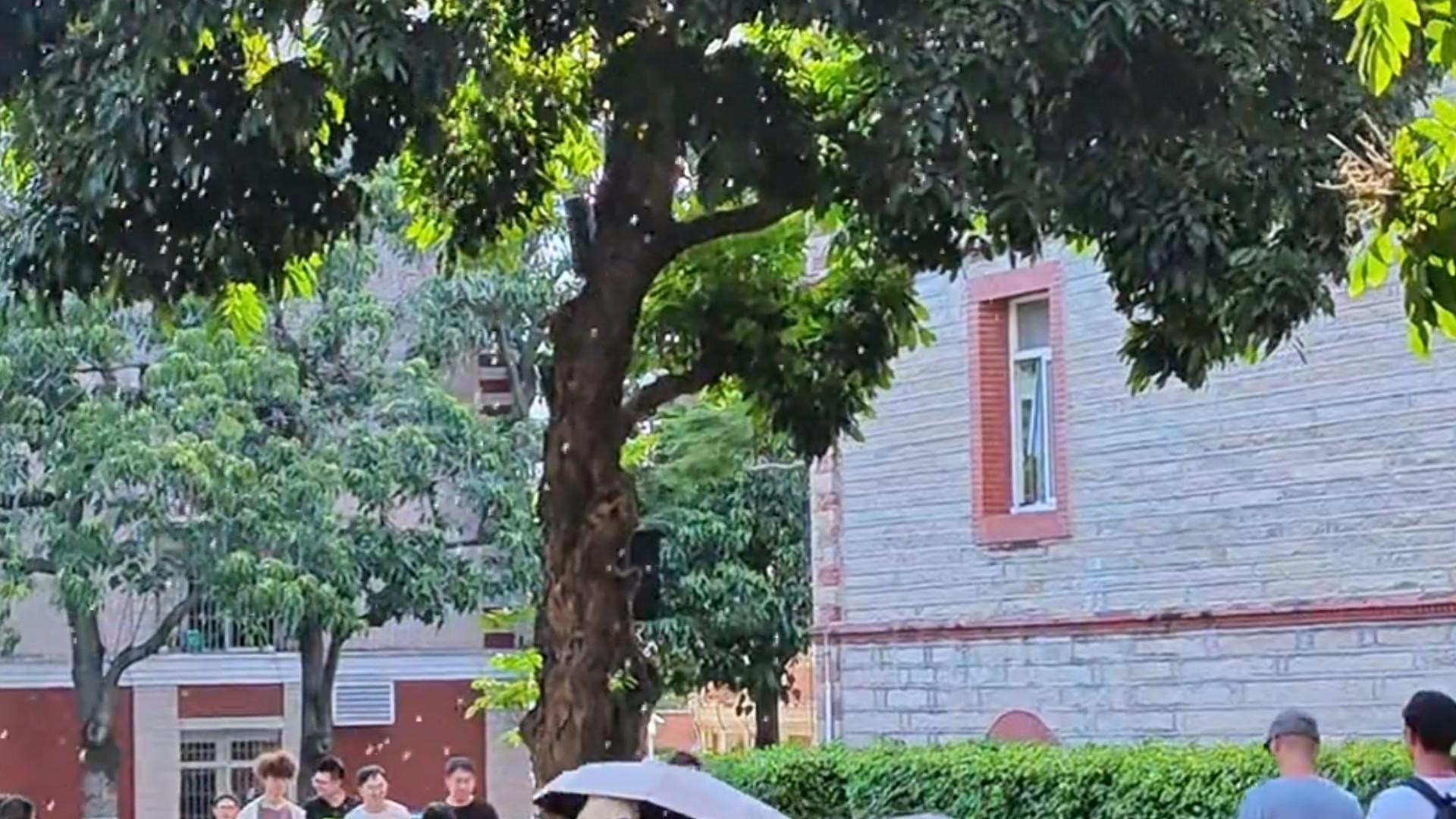 厦门大学树下局部落雨，真相却是蝉尿，知了怎么成了蝉工降雨机？