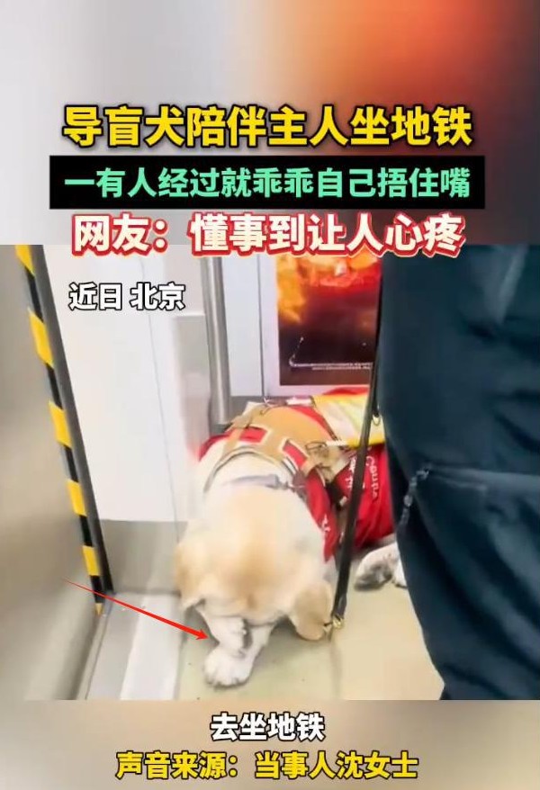 地铁导盲犬好乖 捂嘴不打扰

                         