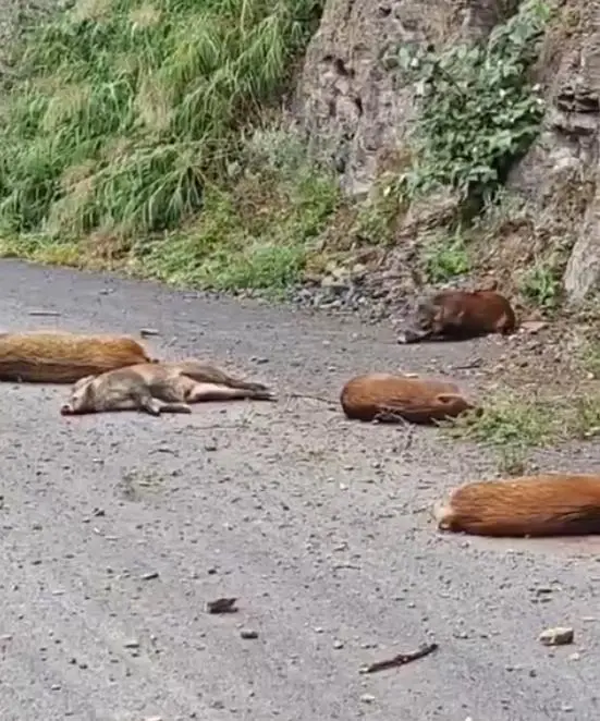 南边坠崖，北边进居民家，这野猪咋了？