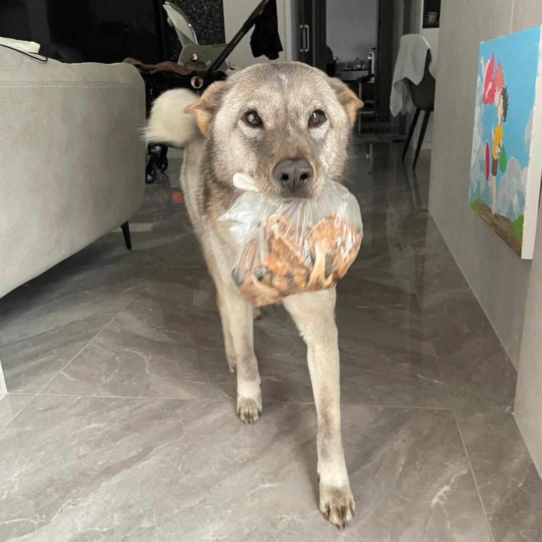 小狗不装，他真的很开心啊哈哈哈哈
外面吃饭打包回来一袋汤渣肉肉给酸奶，他真的很开