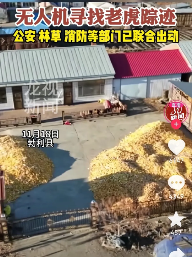 七台河勃利县各部门联合出动，用无人机寻找老虎踪迹。老虎跑出森林是有原因的，就说明