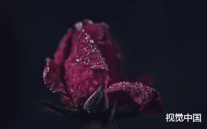 男友出轨同父异母妹妹，我绝望之际从高楼一跃而下，并发誓余生的目标就是复仇