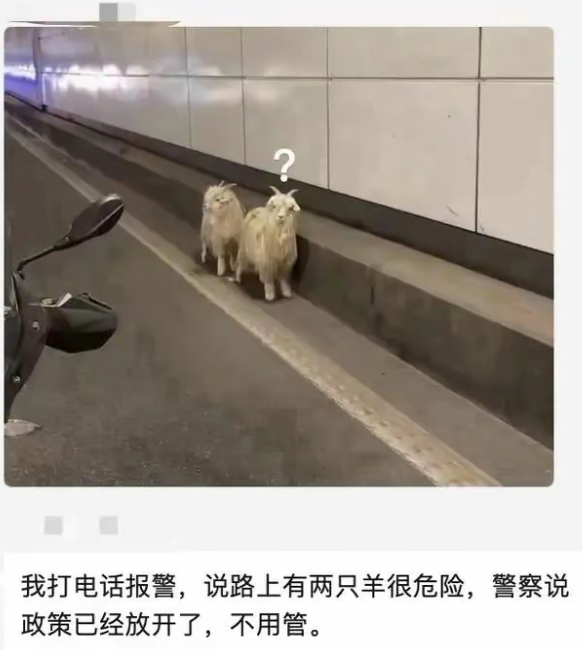 好可爱的小山羊！