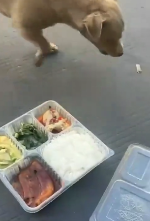 以狗试毒盒饭不吃