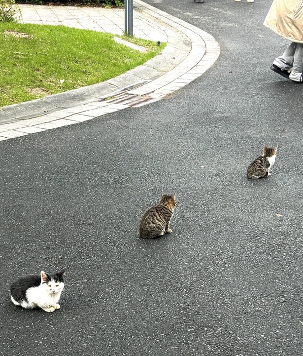 哪里的小喵会排队？