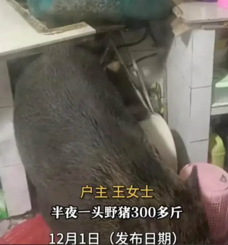 12月2日江苏南京，一头300多斤的野猪半夜从女子家的杂物间屋顶坠落后闯入厨房。
