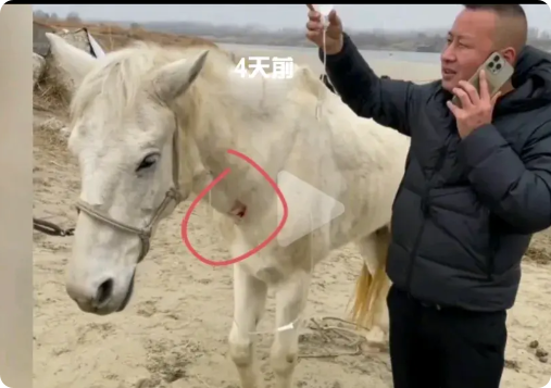 白龙马救人后高烧40度º不退，牙都在打颤。只是我有两件事不明白。

1.救人英雄