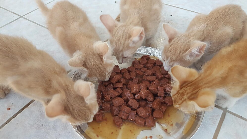 作为一名有多年养猫经验的人，我今天想和大家聊聊顽皮猫粮这个品牌。养猫的过程中，猫