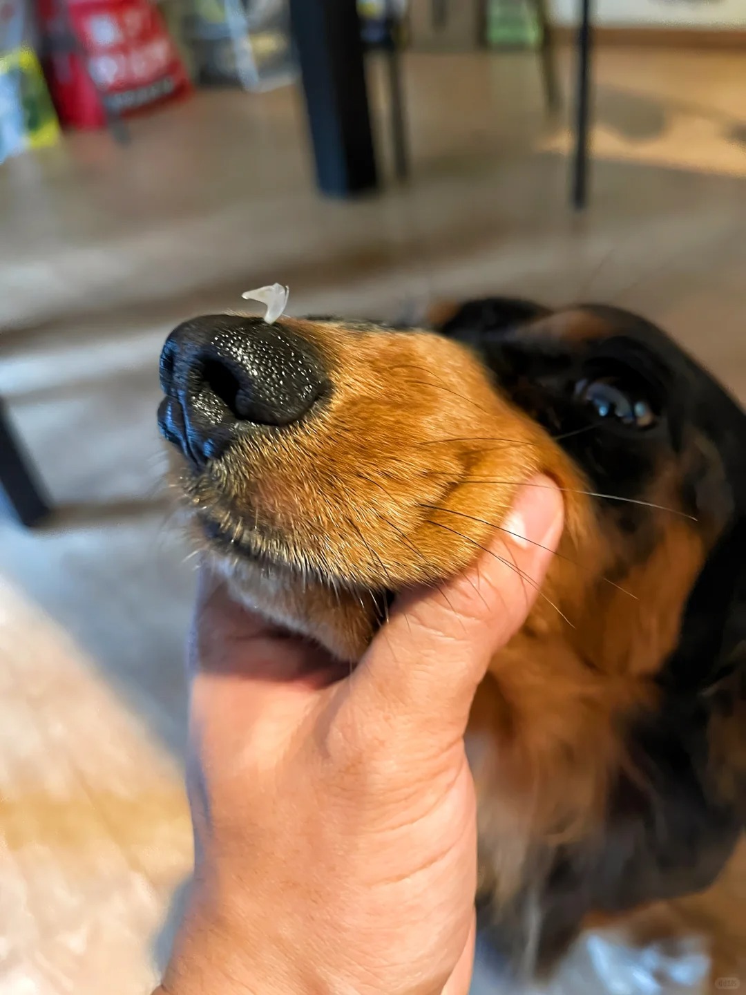 🙏求助：狗被猫打了需要打狂犬疫苗吗？
在厨房做土豆炖羊肉的时候听到一声不同寻常
