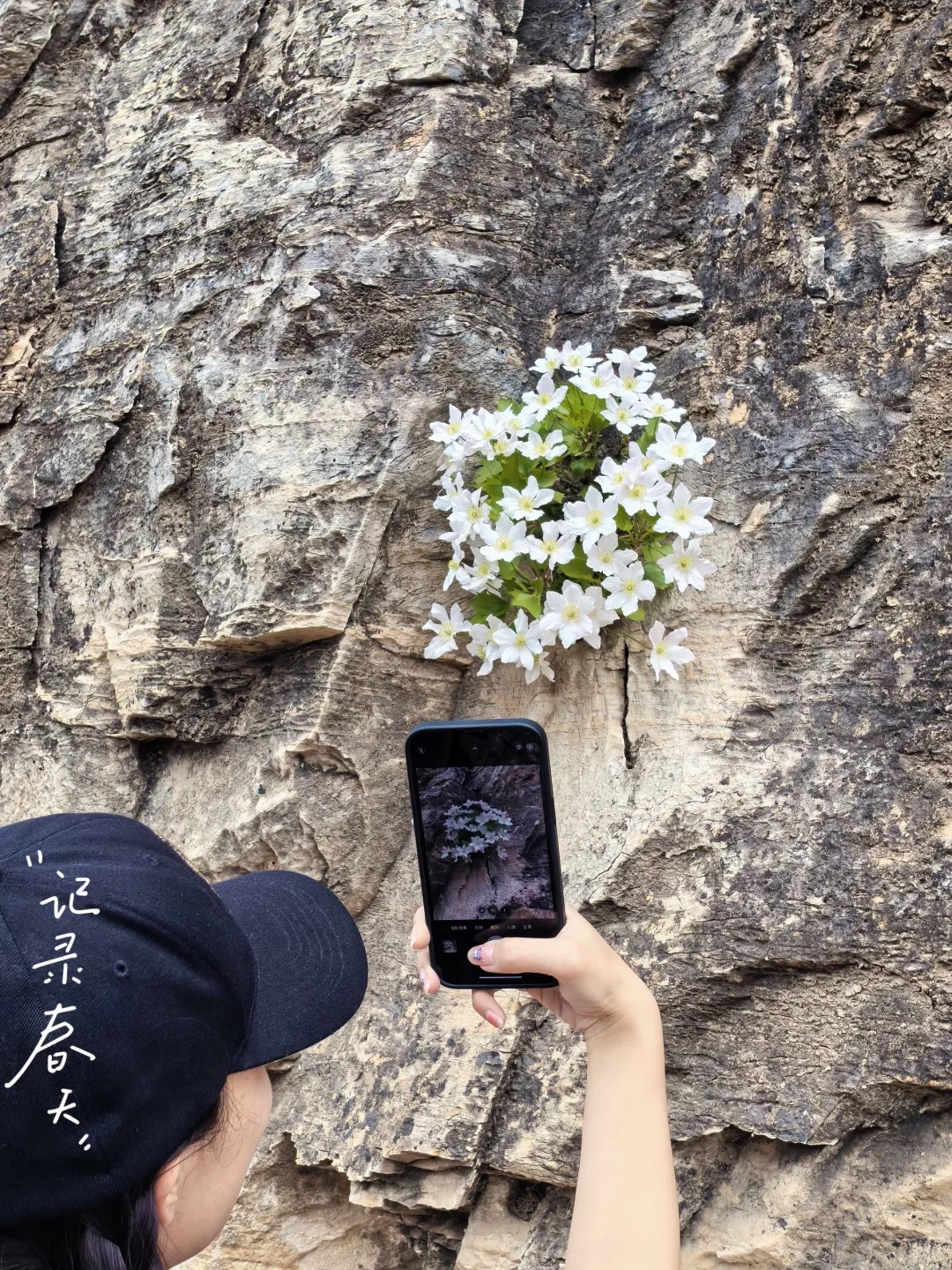徒步偶遇濒危的野生崖花
还在花期，喜欢户外的可以去逛逛这条路线。
坐标东港村山脊