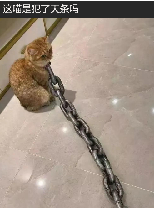 这猫绳怎么回事？
