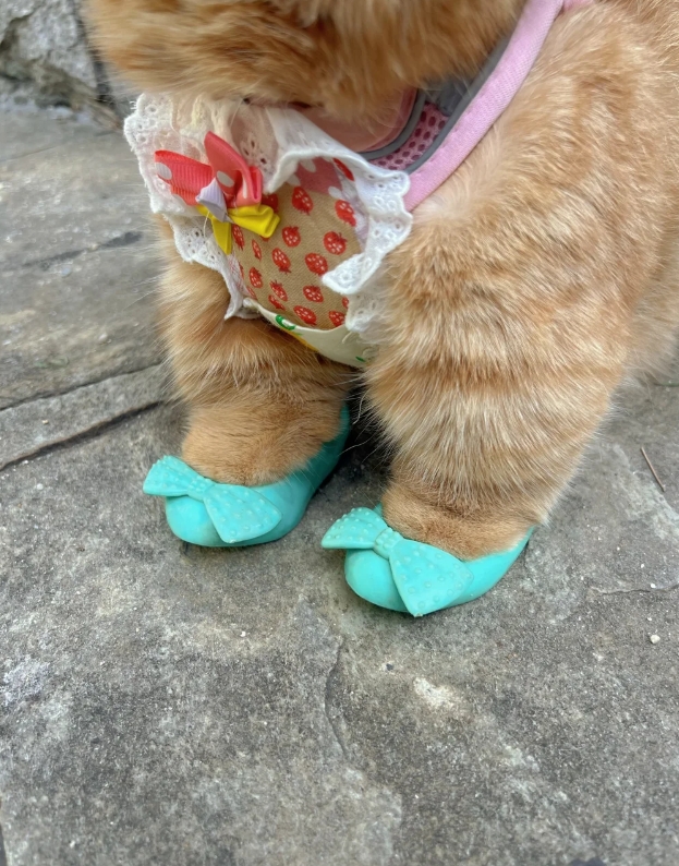 鞋型好显猫腿长