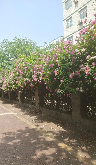不要再盲目歌颂母爱的伟大了，我一个朋友的同事，就因为在自身不适合生育的情况下，被