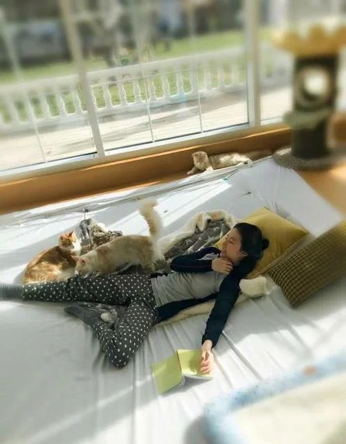 刘亦菲:我是为了猫咪而工作的！
刘亦菲从2011年开始收养流浪猫，至今已经有50