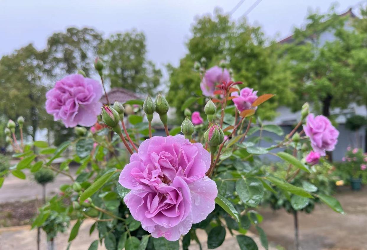 






春暖花开、万物复苏，正是赏花的好时候。这不趁着假期专门去附近的公园