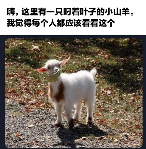 清理一下相册里的低脂动物小图片