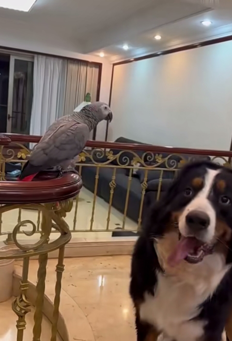 语音解锁成功但是人脸解锁失败