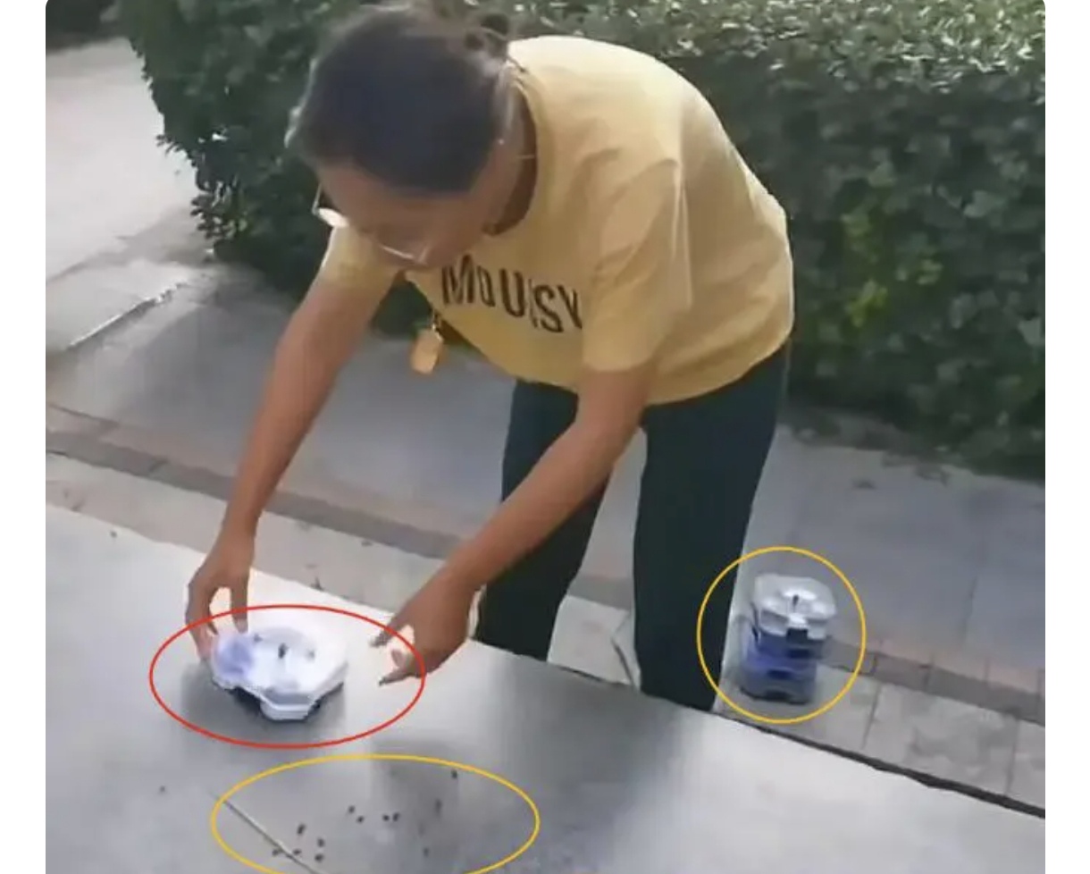 河北廊坊一位女士可能是家里没开空调热迷糊了，在小区里放生了几只蟑螂，有业主上去制