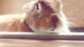 12生肖2024年7月运势详解大全！对照看看你本月运势如何！