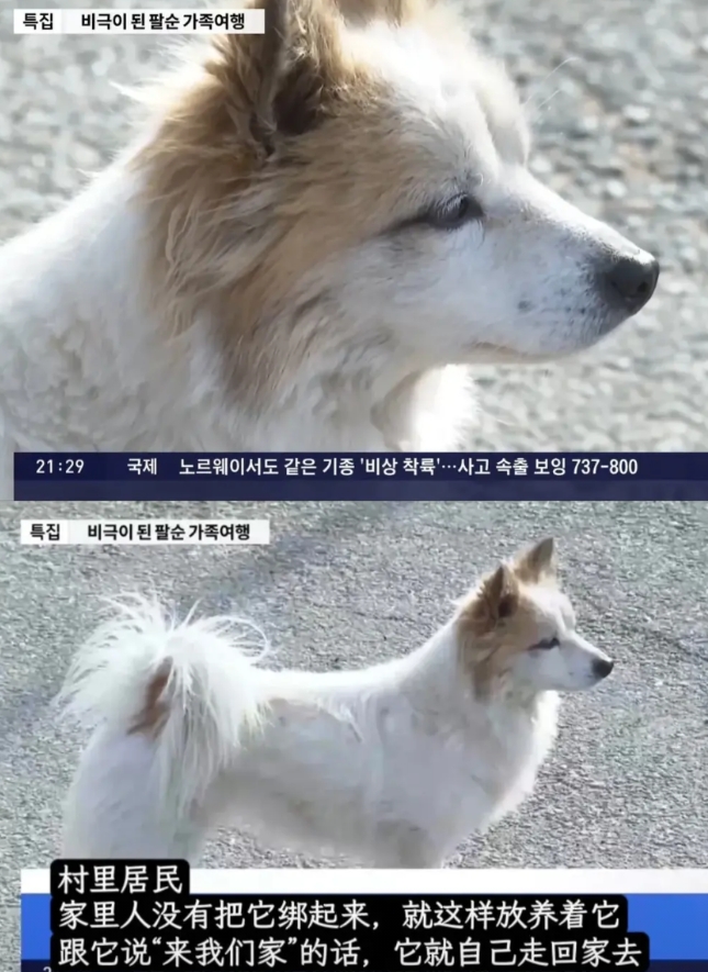 韩国空难失去家人的小狗布丁，
还在家门口苦苦等待家人们回来。

这次事故飞机上有