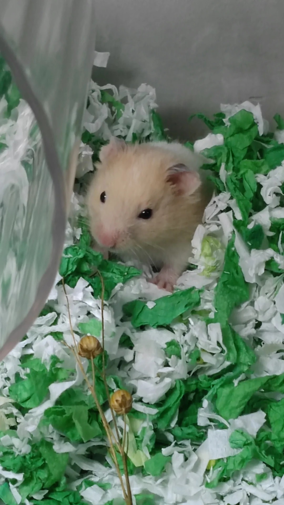 仓鼠去世，我爸竟然买只新的来瞒天过海
出去了一星期，前天仓鼠年纪到去世了
爸爸怕