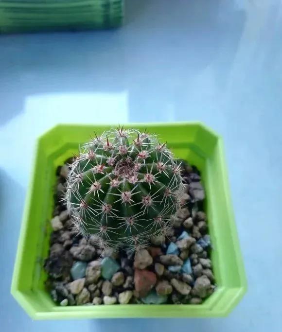 






对于一些特别耐旱的植物，比如仙人球，仙人掌之类的植物，它们本身原生