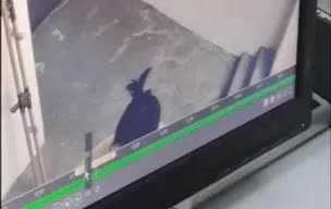 一女子在过道晾衣裙常丢失，起初以为被风吹或被清扫。为查真相装监控，发现一名男子在