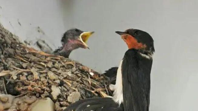 农村老人：“掉窝的燕子千万不能捡”，为什么不能捡？背后有何深意？