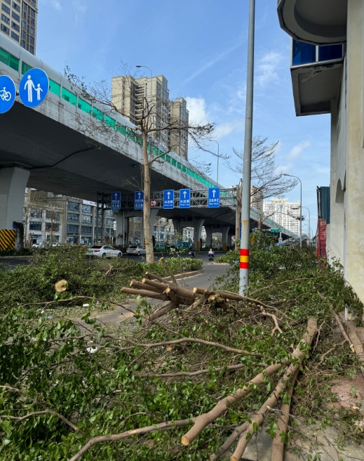 台风摩羯过去一天了，早上把被玻璃扎破的小电驴拿去补胎，回来的路上，阳光下的都是金