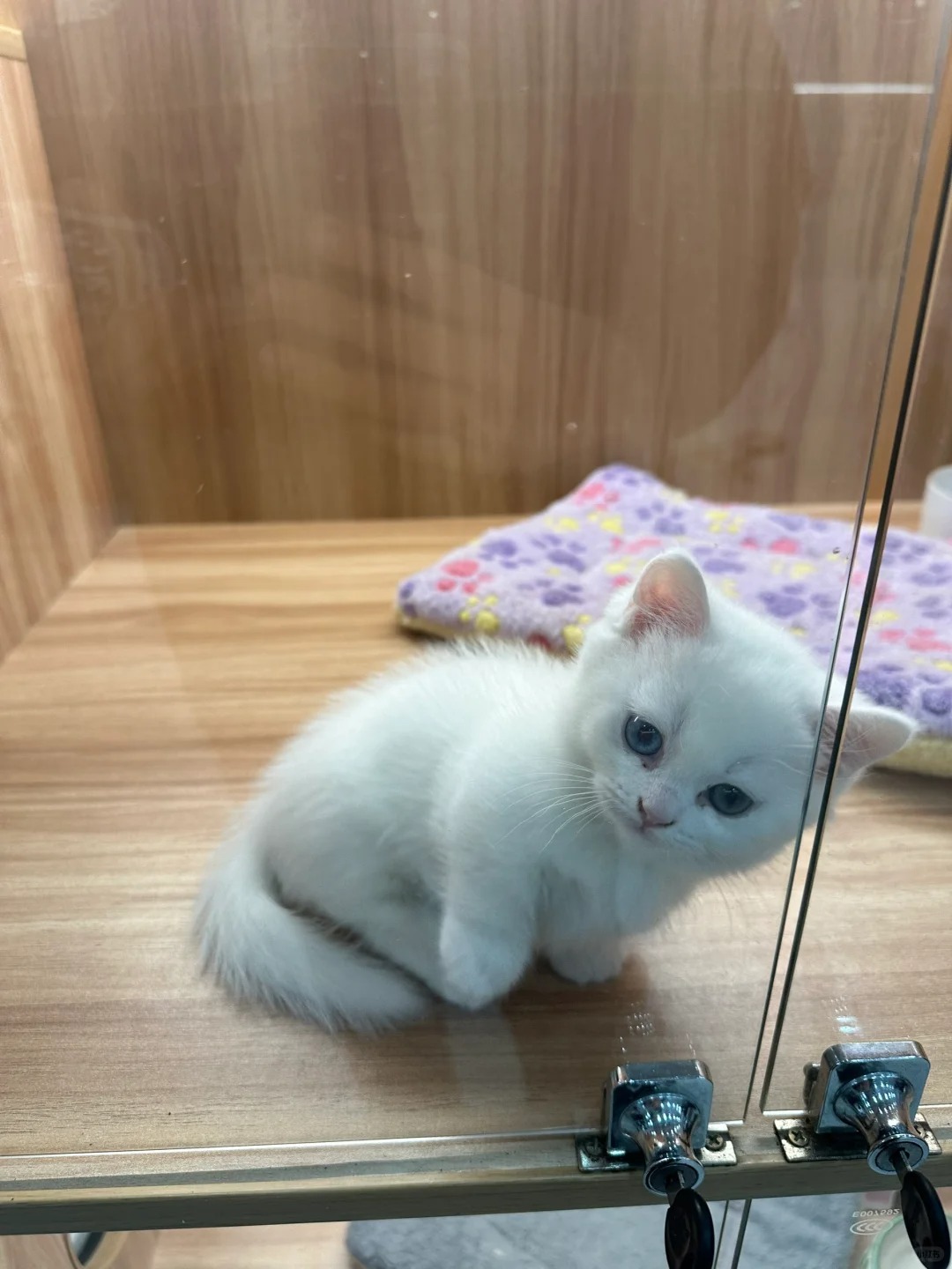 Day 1
看到一只可爱的猫猫，买回家之后感觉一直躲在角落，有没有好办法让他出来