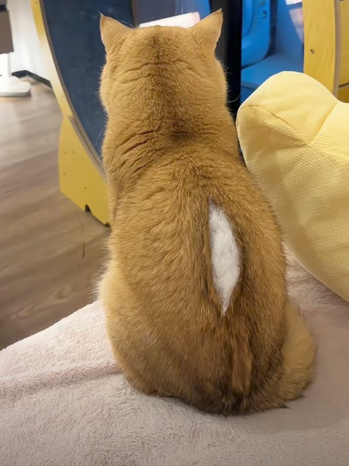 真诚请教大家：如果家里的小猫突然开线了，大家觉得还能要吗？有什么补救的方法吗？谢