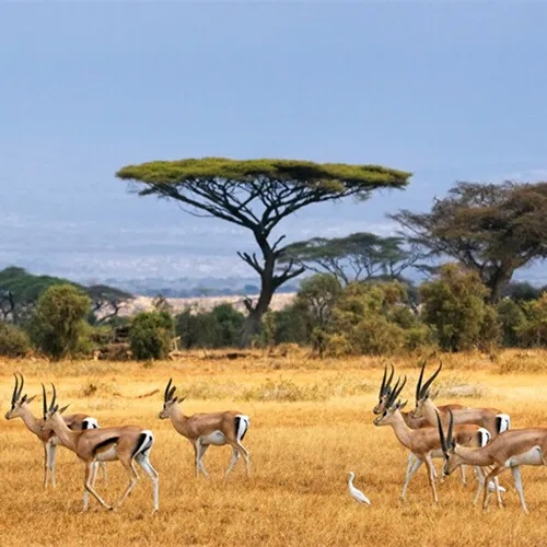 尼日利亚东北部发生多起爆炸 。分析点评：非洲的混乱源于贫穷。非洲的贫穷源于经济发