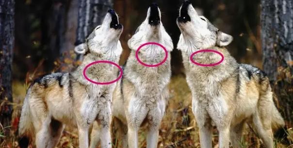 遇到恶犬扑咬时，我们应该如何进行有效的自我保护？多数人会下意识地认为攻击狗的头部