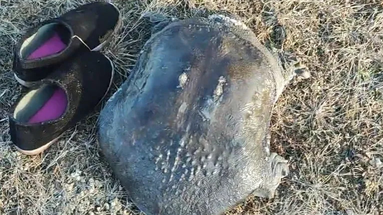 浙江男子水库边捡到野生河鳖，比脸盆还大足足29斤！网友：怎么像鼋？
