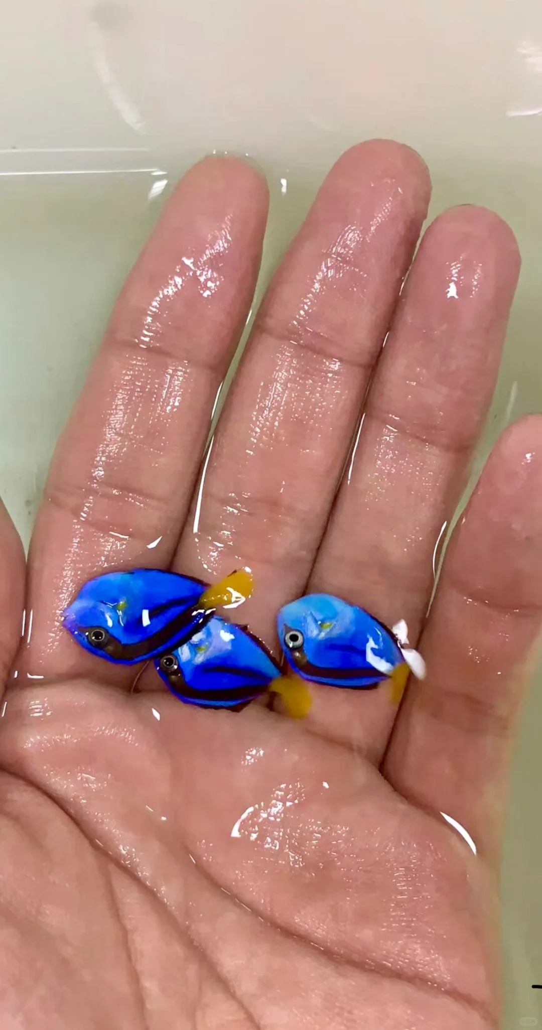 直接扔马桶冲掉会有什么影响吗
卖不出去了，扔掉一些吧
又是记录悲惨卖鱼佬日常的一