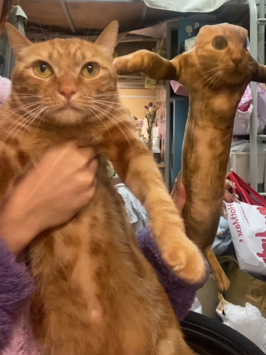 丑得想笑
哈哈的表妹表弟