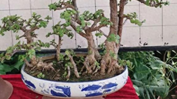 金枝玉叶植株变“金枝”，这三个方面要做好