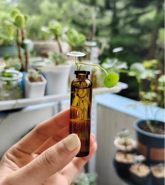 福建小姐姐，用破烂将铜钱草养得高不可攀