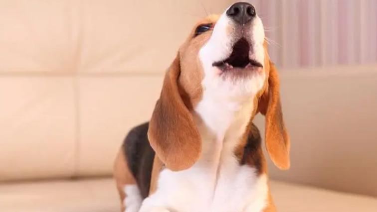 若狗狗“缺爱”，会有这几种行为，你还傻傻不知道