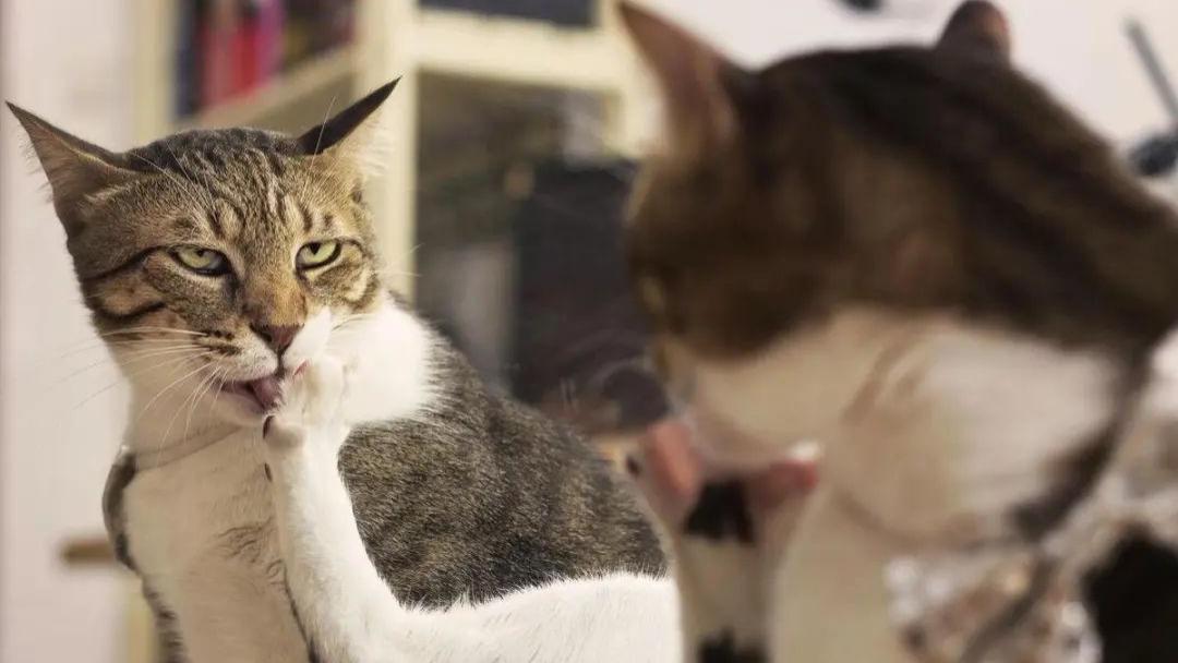 惊！你知道猫的运动能力有多强悍吗？