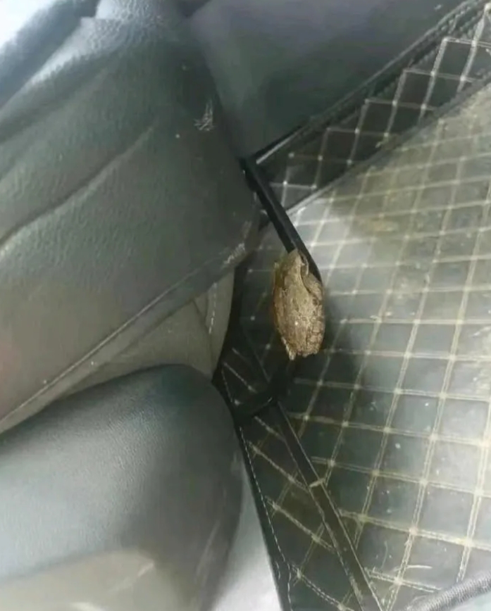 车上发现的，兄弟们，怎么办？​