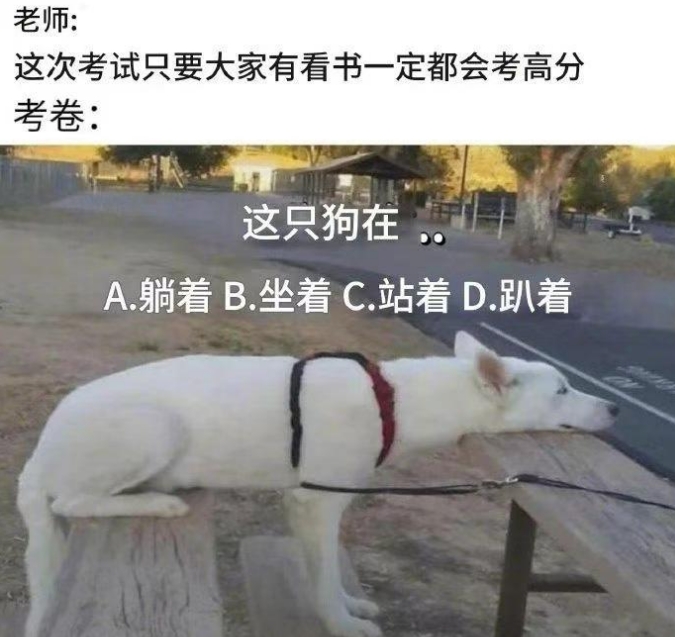 你们说这狗，究竟是个什么姿势？