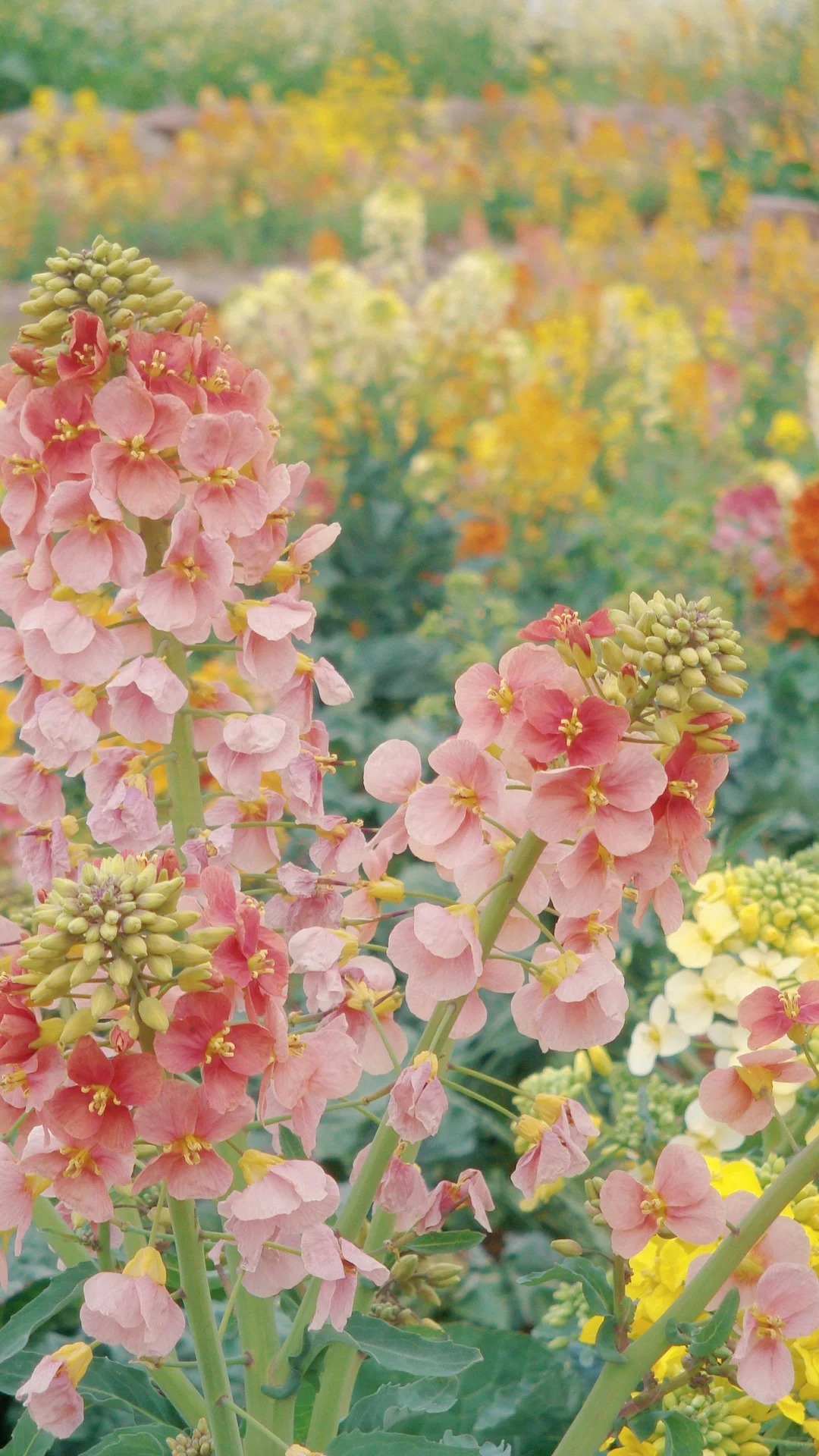 三圣乡的油菜花美得跟一幅画一样！！妈呀！
#花都开好了 #油菜花 今天难得的晴天